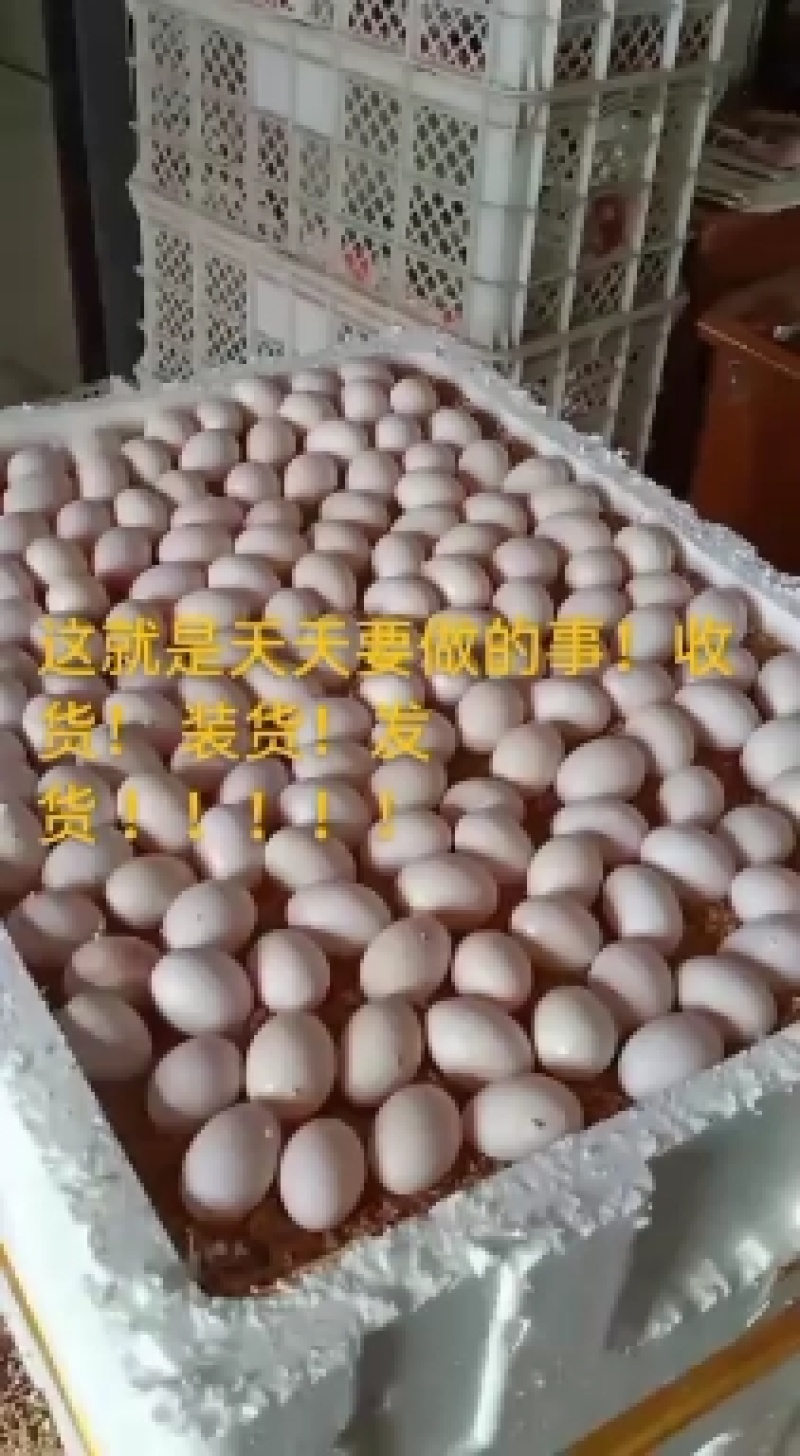 出售农家散养，无任何添加剂，绿色食品鸽子蛋！