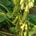 （精品）2023年新黄豆上市中，颗粒饱满，质量保证
