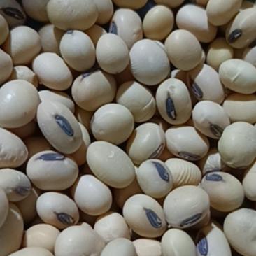 （精品）2023年新黄豆上市中，颗粒饱满，质量保证