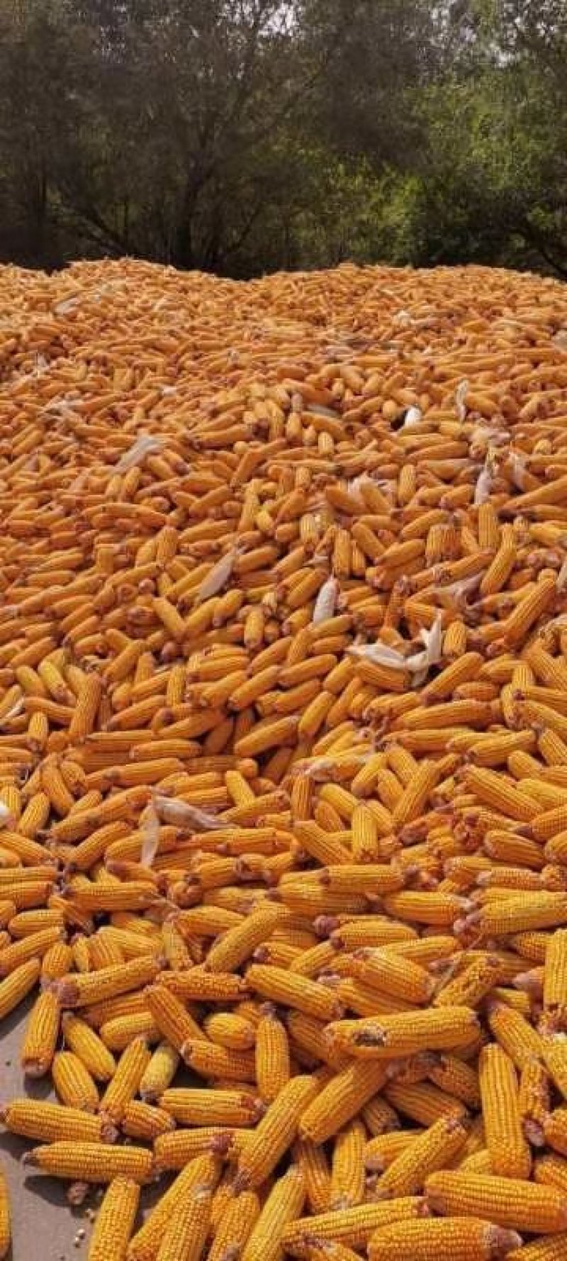 玉米棒山东玉米棒红轴白轴玉米棒湿玉米粒玉米粒