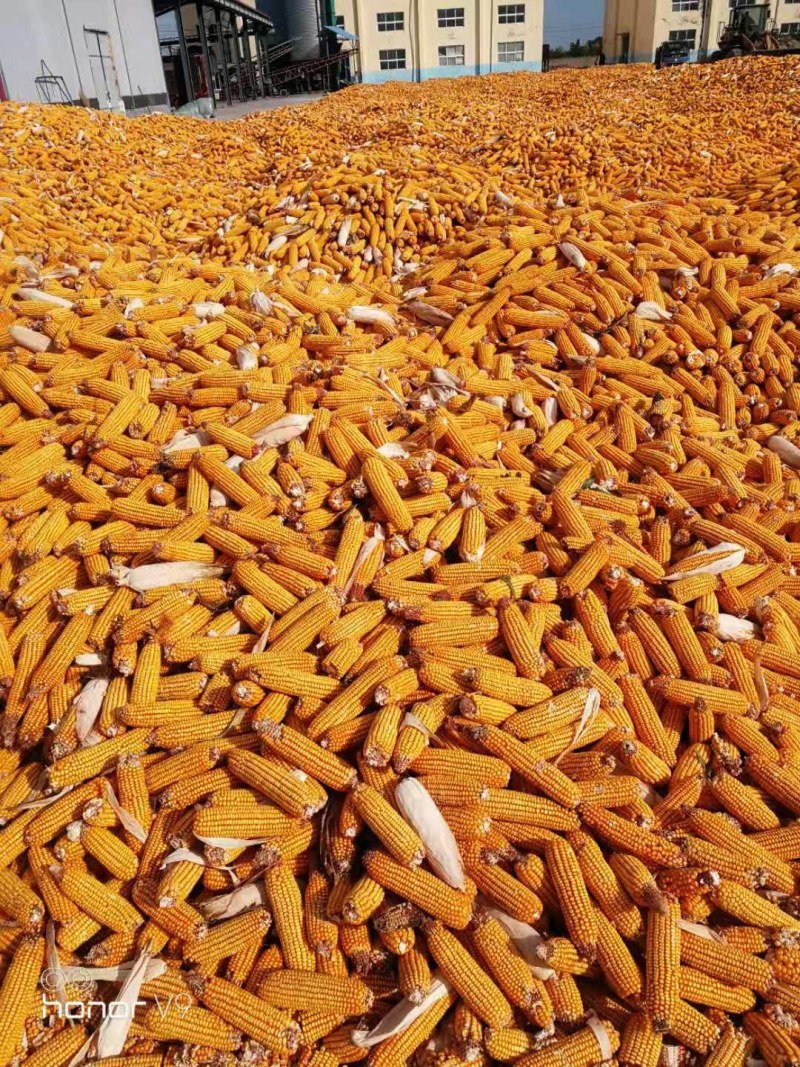 玉米棒山东玉米棒红轴白轴玉米棒湿玉米粒玉米粒