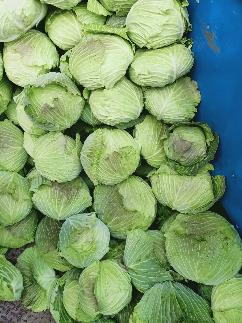 包包菜，平头，大量供货，产地直销