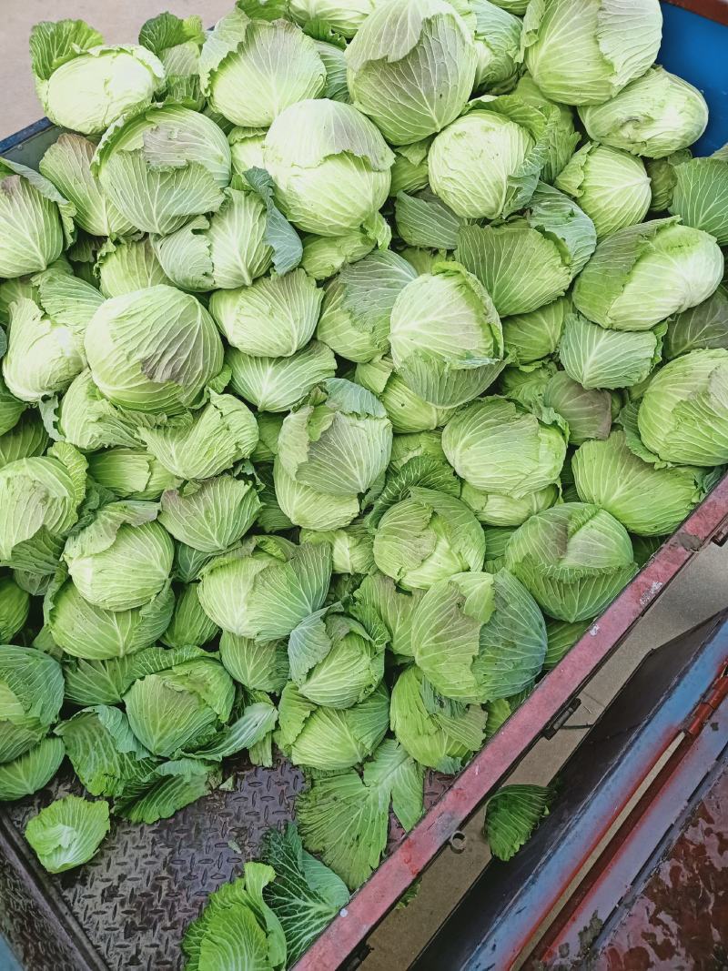 包包菜，平头，大量供货，产地直销