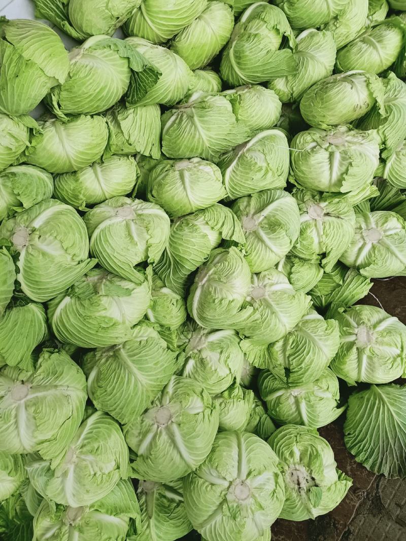 包包菜，平头，大量供货，产地直销