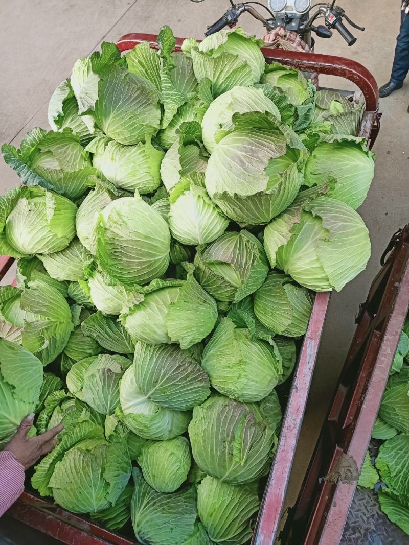 包包菜，平头，大量供货，产地直销