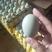 绿壳鸡蛋乌鸡蛋农家放养绿可土鸡蛋笨鸡蛋蛋黄大壳厚