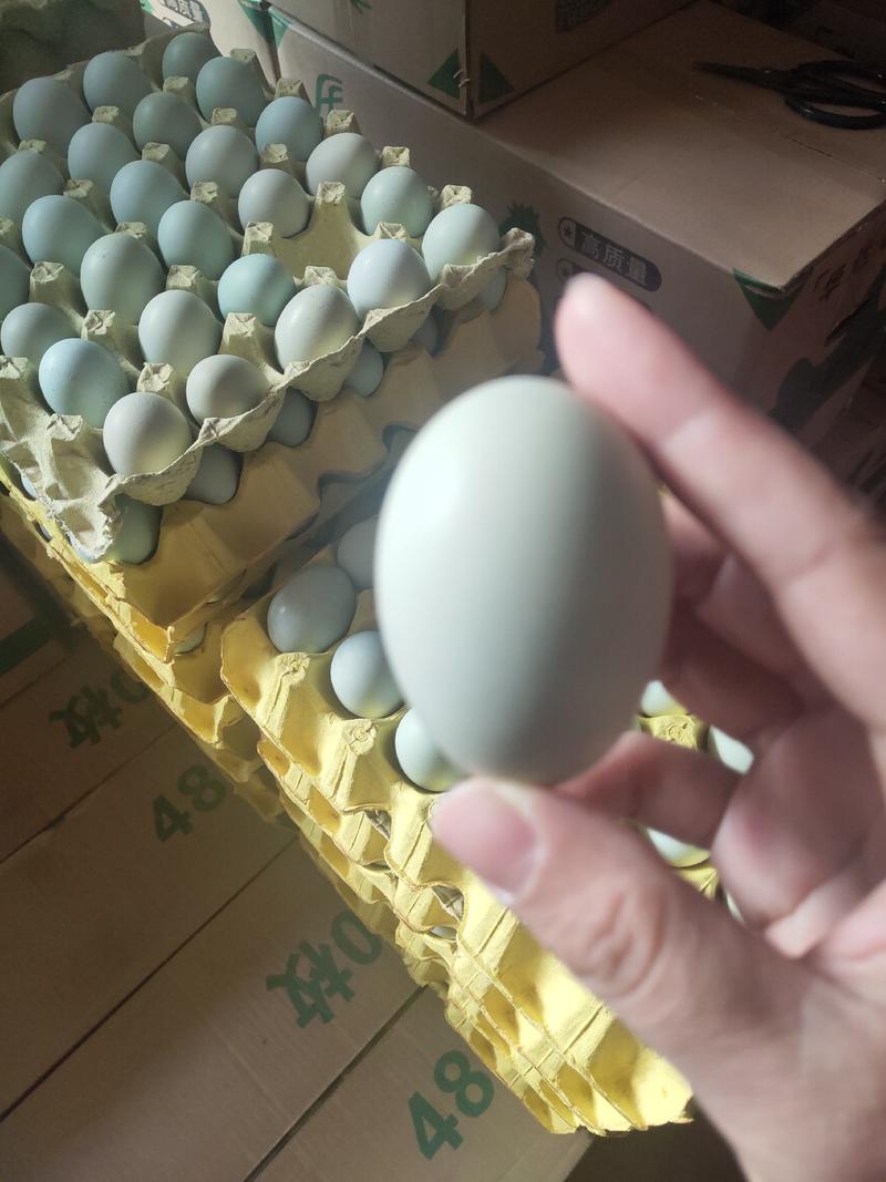 绿壳鸡蛋乌鸡蛋农家放养绿可土鸡蛋笨鸡蛋蛋黄大壳厚