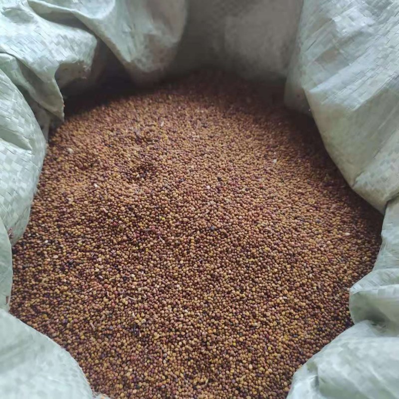 白苏子可搭配多品种采购大货联系