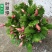 蟹爪兰盆栽带花苞大棵蟹爪花苗四季开花绿植蟹爪莲盆栽