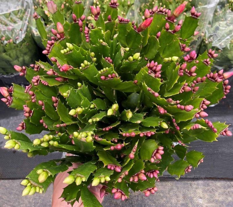 蟹爪兰盆栽带花苞大棵蟹爪花苗四季开花绿植蟹爪莲盆栽