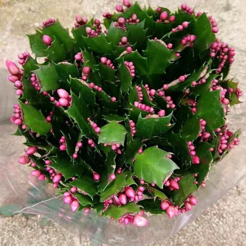 蟹爪兰盆栽带花苞大棵蟹爪花苗四季开花绿植蟹爪莲盆栽