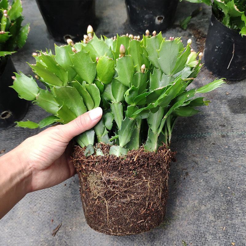 蟹爪兰盆栽带花苞大棵蟹爪花苗四季开花绿植蟹爪莲盆栽