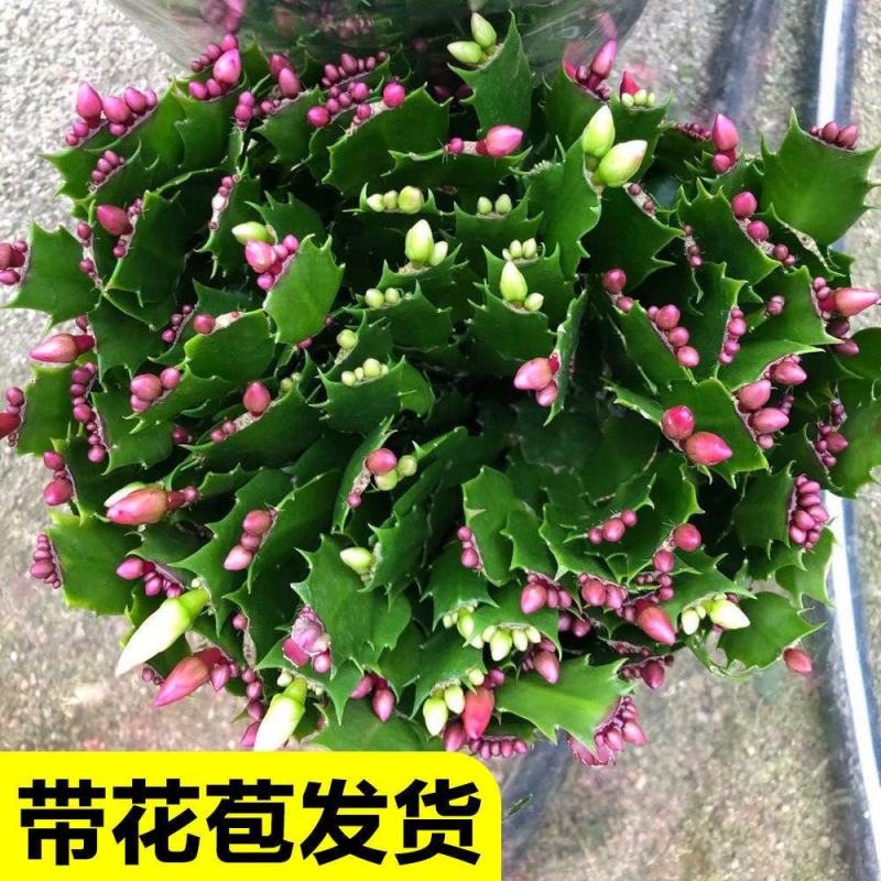 蟹爪兰盆栽带花苞大棵蟹爪花苗四季开花绿植蟹爪莲盆栽