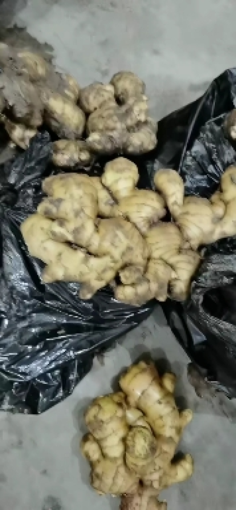 日照临沂大黄姜批发价格莒县沂水沂南大黄姜基地价格