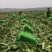 有货，有需求，有市场私聊，竹筒青，又叫麻叶青