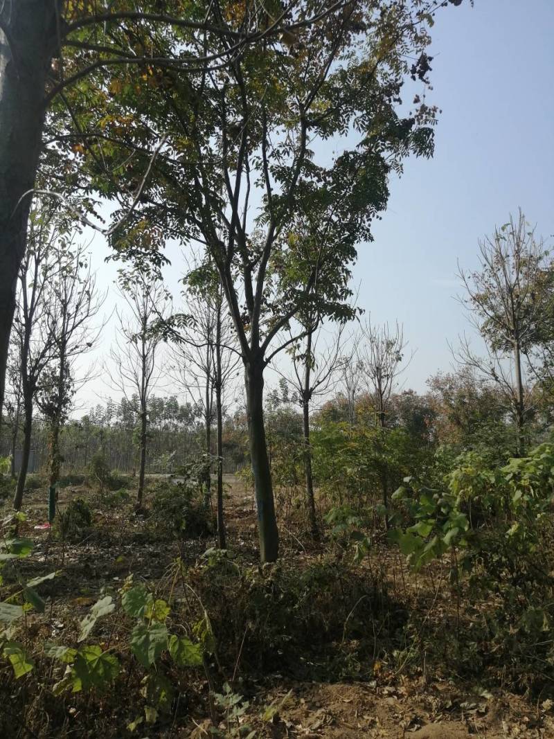 栾树价格11公分栾树价格12公分栾树多少钱