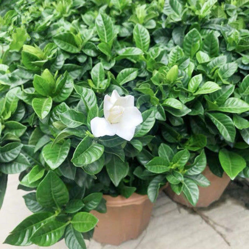 栀子花盆栽室内花卉绿植水培除甲醛大盆栀子花带花苞发货
