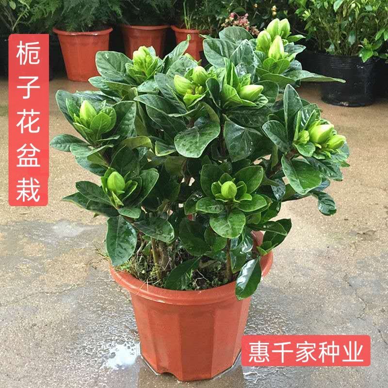 栀子花盆栽室内花卉绿植水培除甲醛大盆栀子花带花苞发货