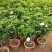 栀子花盆栽室内花卉绿植水培除甲醛大盆栀子花带花苞发货