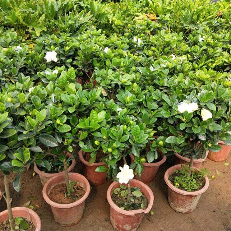 栀子花盆栽室内花卉绿植水培除甲醛大盆栀子花带花苞发货