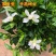 栀子花盆栽室内花卉绿植水培除甲醛大盆栀子花带花苞发货
