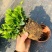 栀子花盆栽室内花卉绿植水培除甲醛大盆栀子花带花苞发货