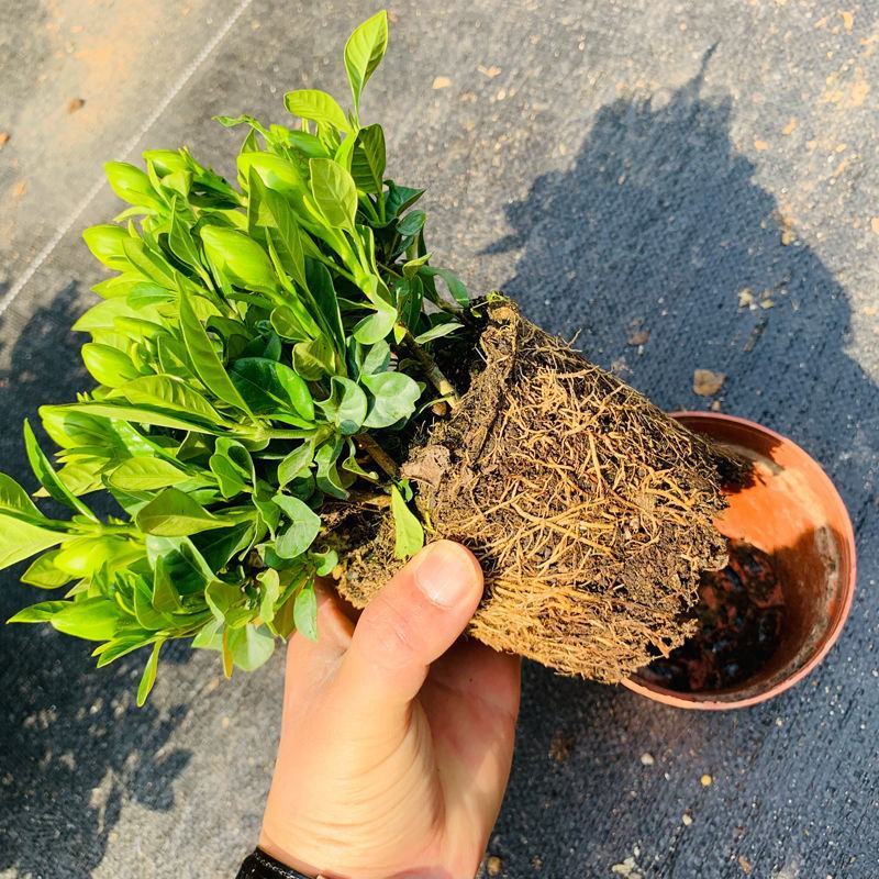 栀子花盆栽室内花卉绿植水培除甲醛大盆栀子花带花苞发货