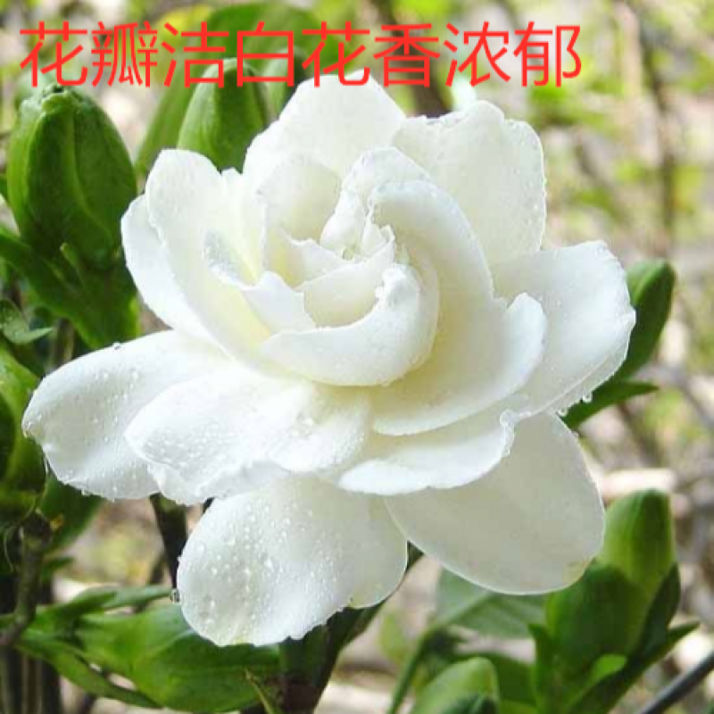 栀子花盆栽室内花卉绿植水培除甲醛大盆栀子花带花苞发货