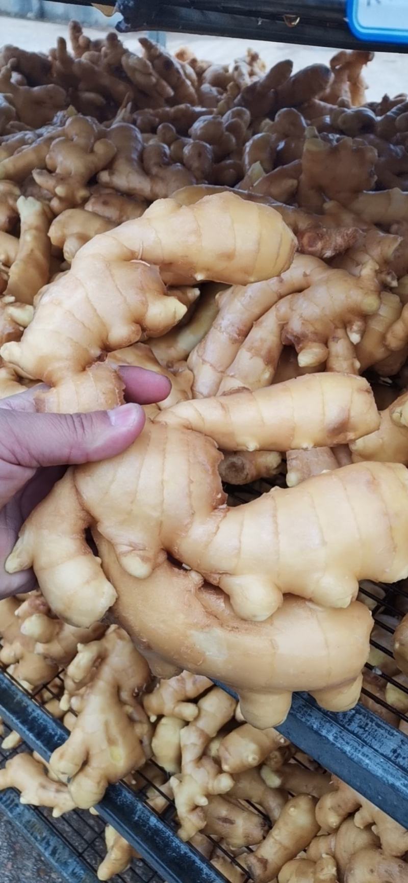 山东大姜平度大姜昌邑大莱州大姜产地直销，货源充足！