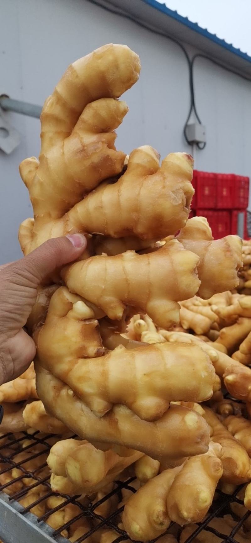 山东大姜平度大姜昌邑大莱州大姜产地直销，货源充足！