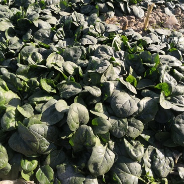 精品趴地圆叶菠菜一百亩上市