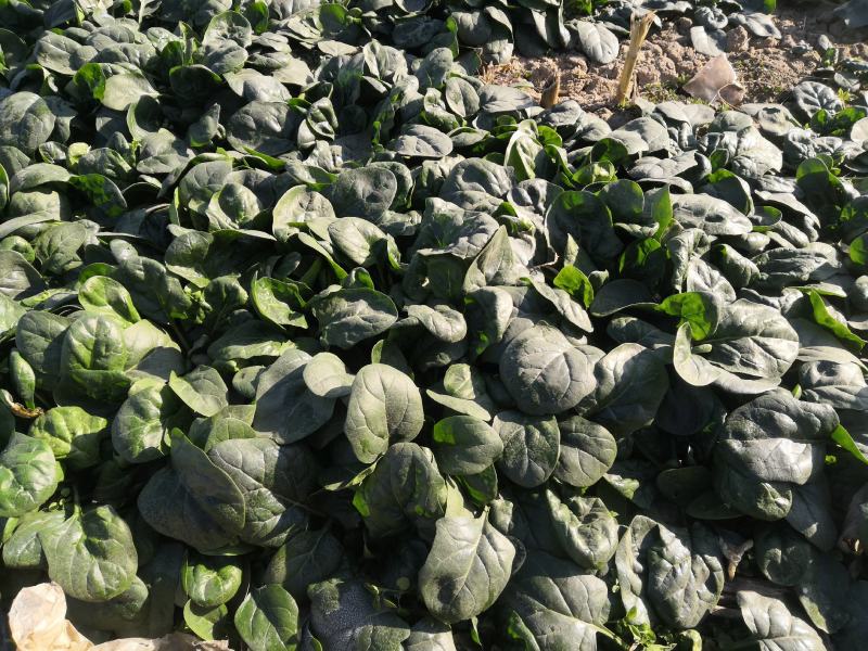 精品趴地圆叶菠菜一百亩上市