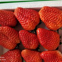 批发草莓99红颜。各种草莓