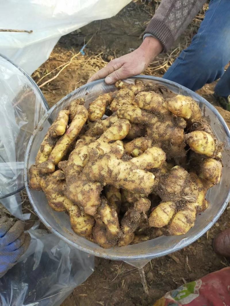 生姜大黄姜大量上市需要的可以联系保质保量