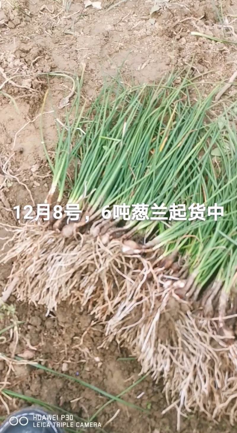 葱兰湖北葱兰襄阳产地直销大量批发供应保质保量