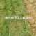 葱兰湖北葱兰襄阳产地直销大量批发供应保质保量