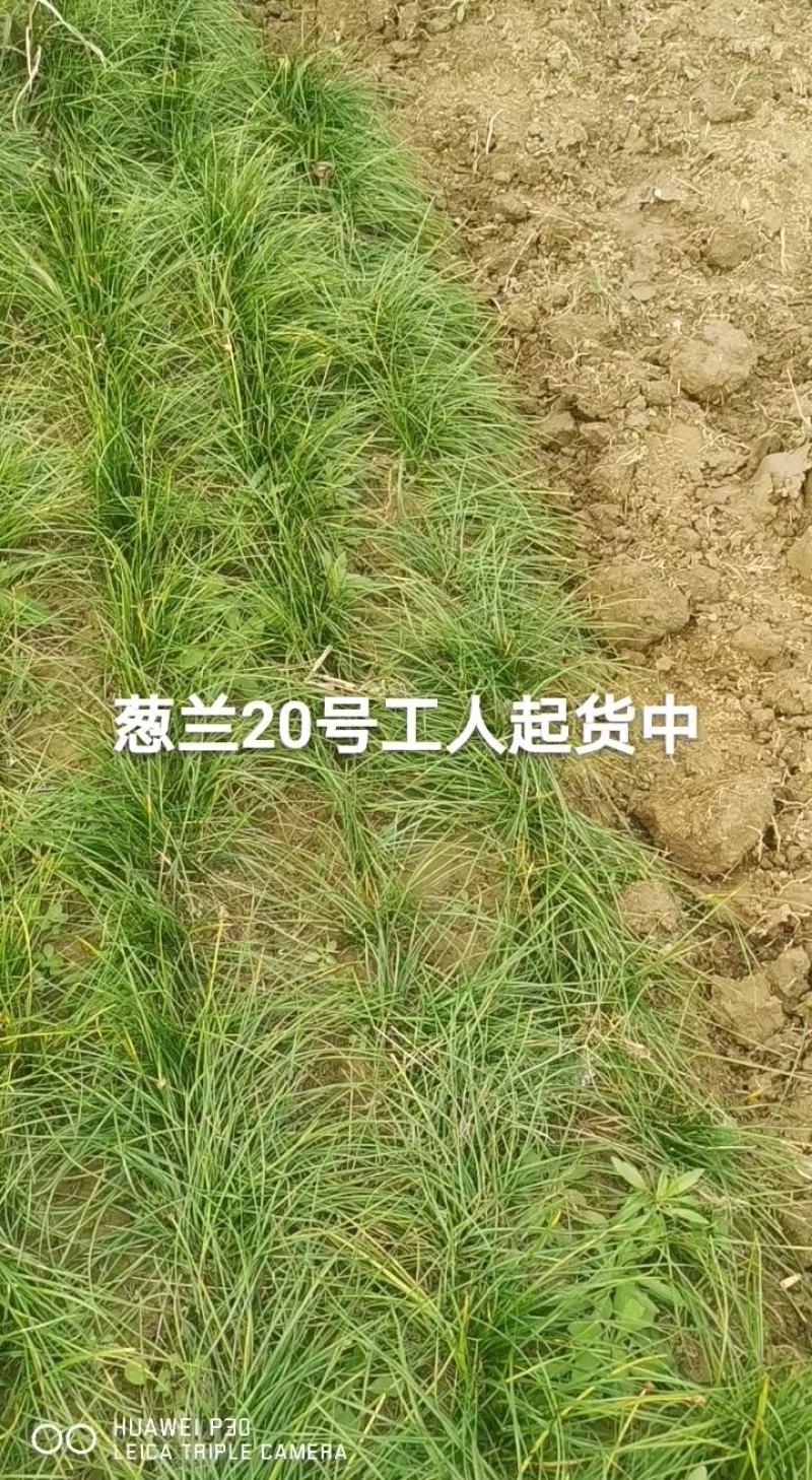 葱兰湖北葱兰襄阳产地直销大量批发供应保质保量