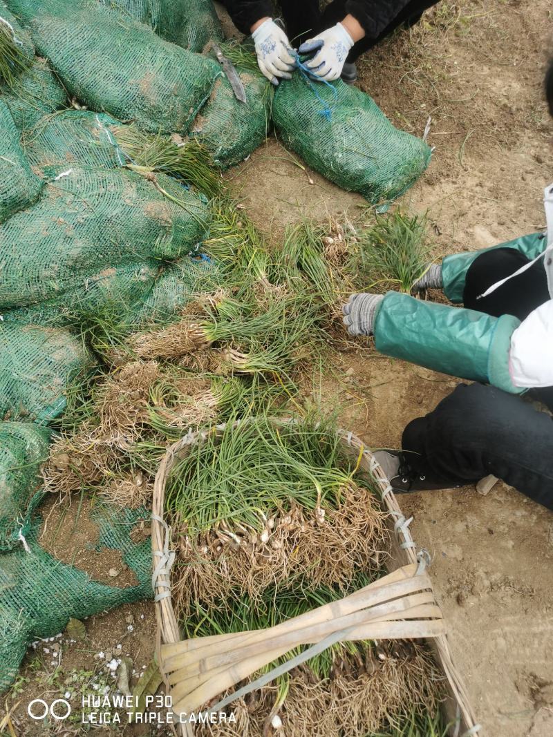 葱兰湖北葱兰襄阳产地直销大量批发供应保质保量