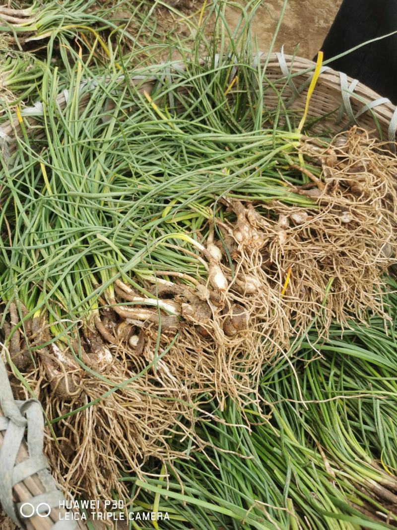 葱兰湖北葱兰襄阳产地直销大量批发供应保质保量