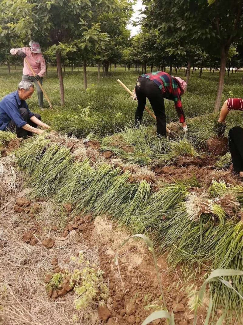 葱兰湖北葱兰襄阳产地直销大量批发供应保质保量