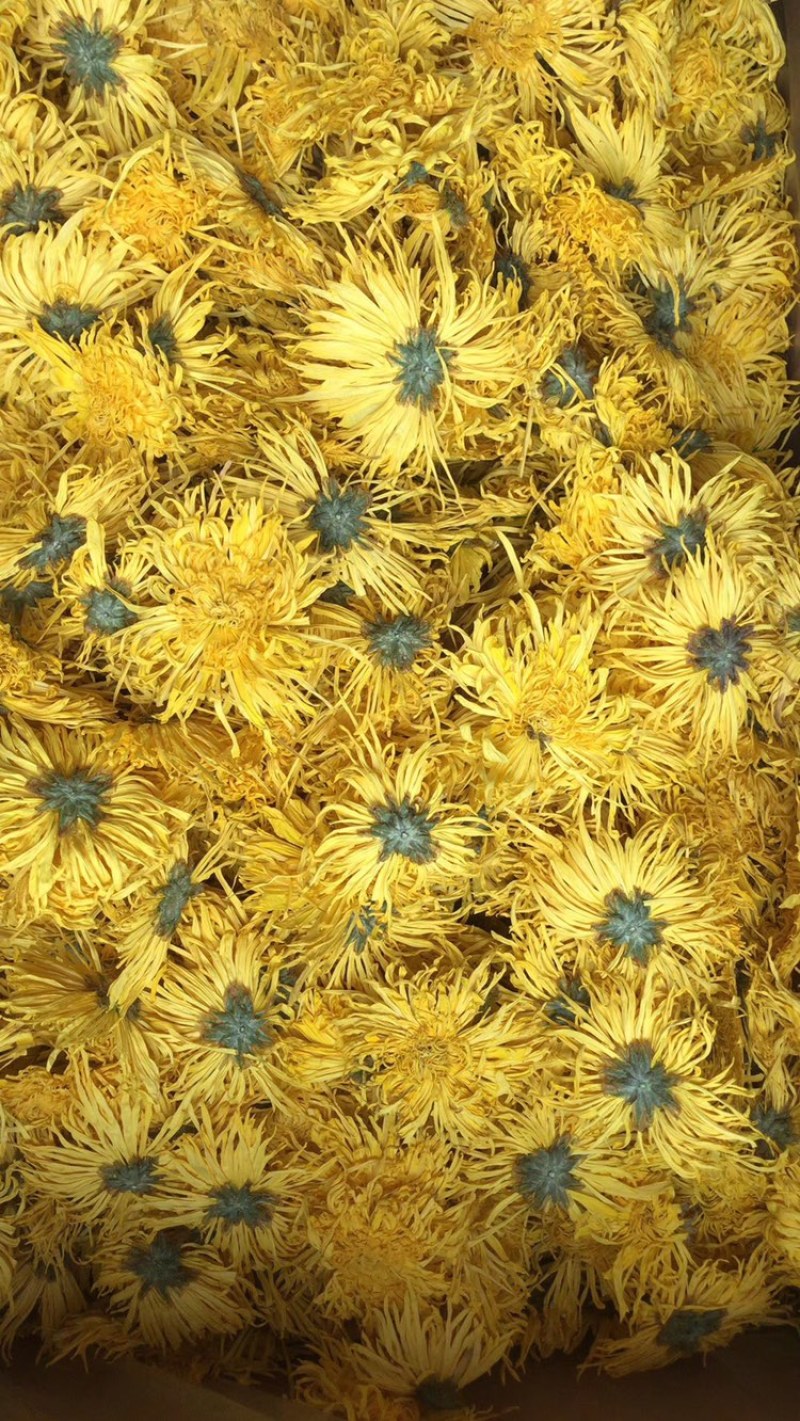 金丝皇菊散花批发各种档次批发菊花茶菊花联系客服