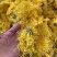 金丝皇菊散花批发各种档次批发菊花茶菊花联系客服