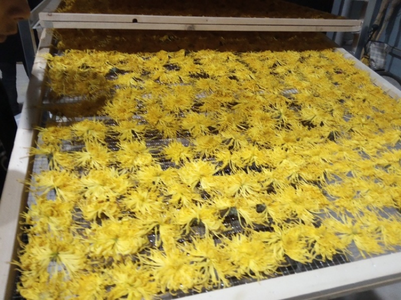 金丝皇菊散花批发各种档次批发菊花茶菊花联系客服