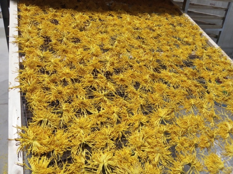 金丝皇菊散花批发各种档次批发菊花茶菊花联系客服