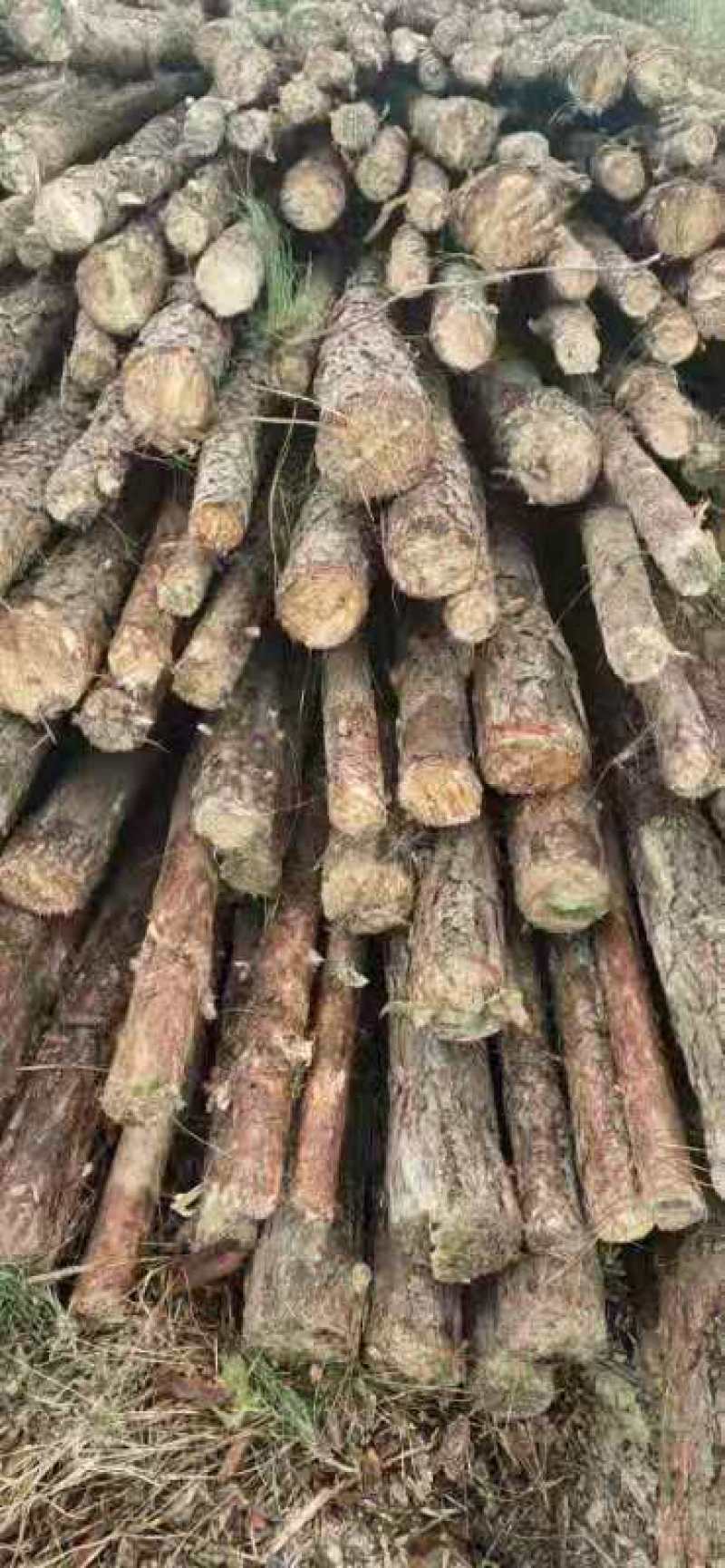 大量湿地松木桩，本地松木桩，批发欢迎新老客洽谈预定