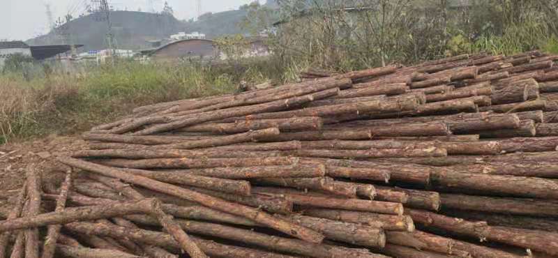 大量湿地松木桩，本地松木桩，批发欢迎新老客洽谈预定