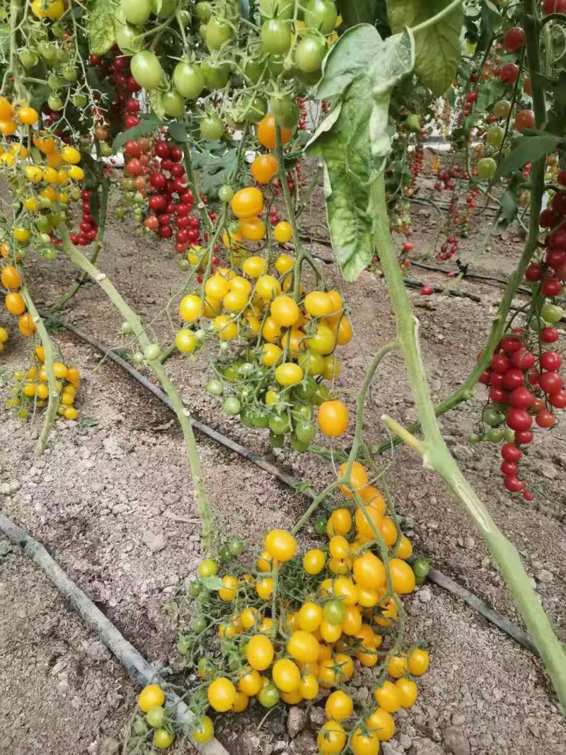 黄皮花生果小番茄苗黄色樱桃西红柿苗超甜小粉圣女果苗