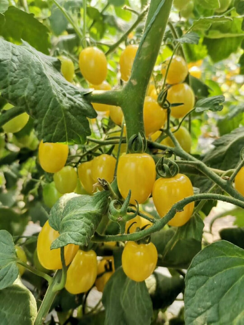 黄皮花生果小番茄苗黄色樱桃西红柿苗超甜小粉圣女果苗