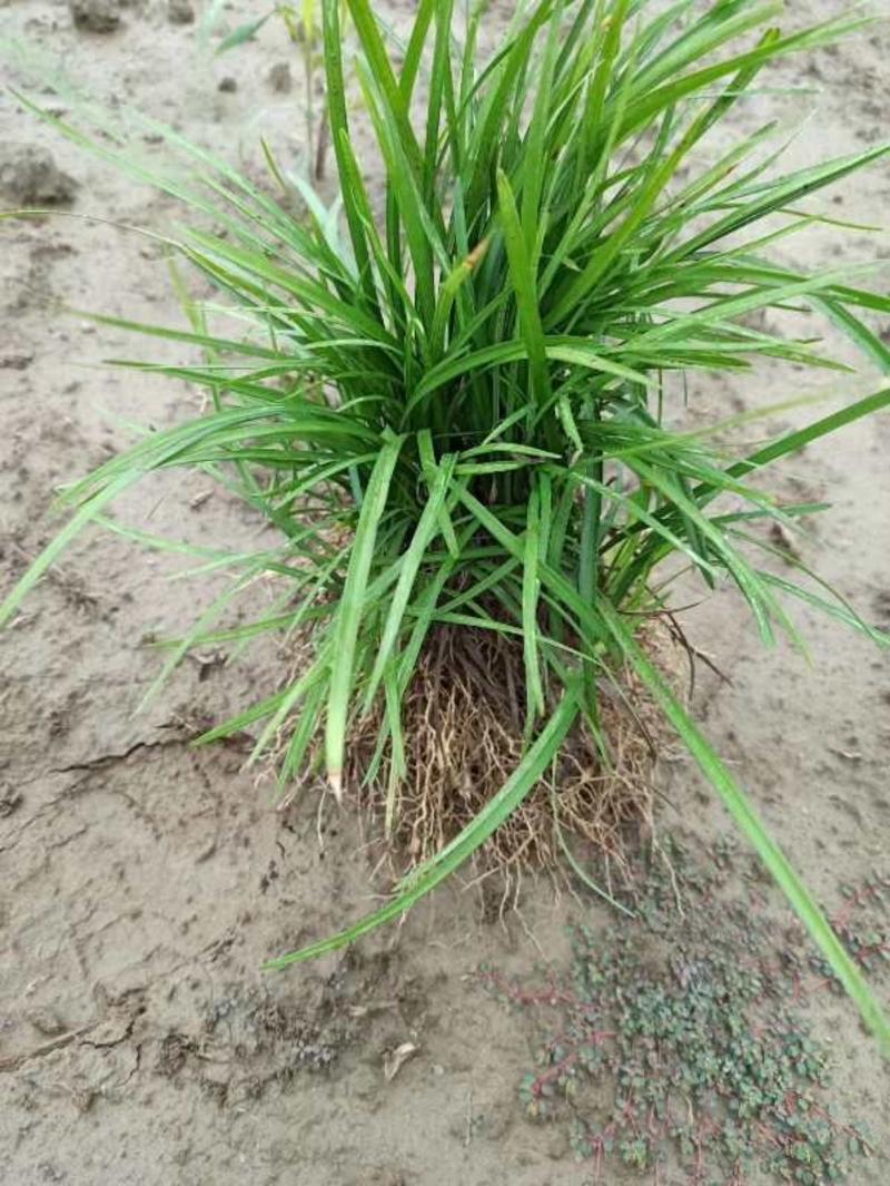 麦冬草，精品截头去尾，产地直销中叶麦冬草细叶麦冬草