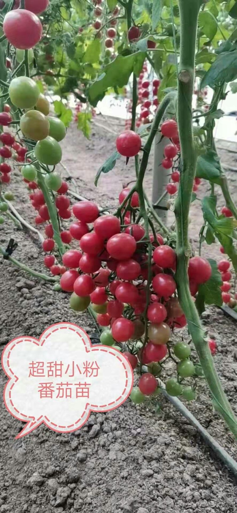 黄皮花生果小番茄苗黄色樱桃西红柿苗超甜小粉圣女果苗